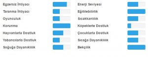 alman spaniel egitim