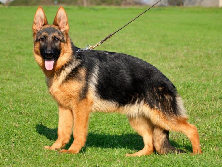 Alman Coban Köpegi Ankara Köpek Eğitimi Köpek ırkları Beslenme ve Sağlık