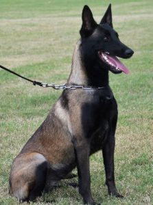 malinois