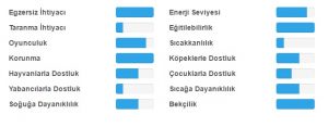 malinois egitim durumu