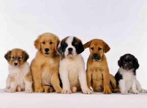 köpekler