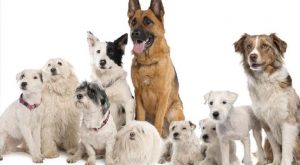 dogs