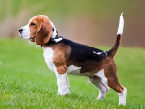 beagle ırk