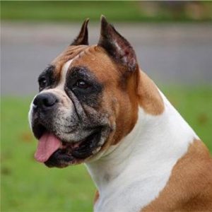 boxer kulak kesim