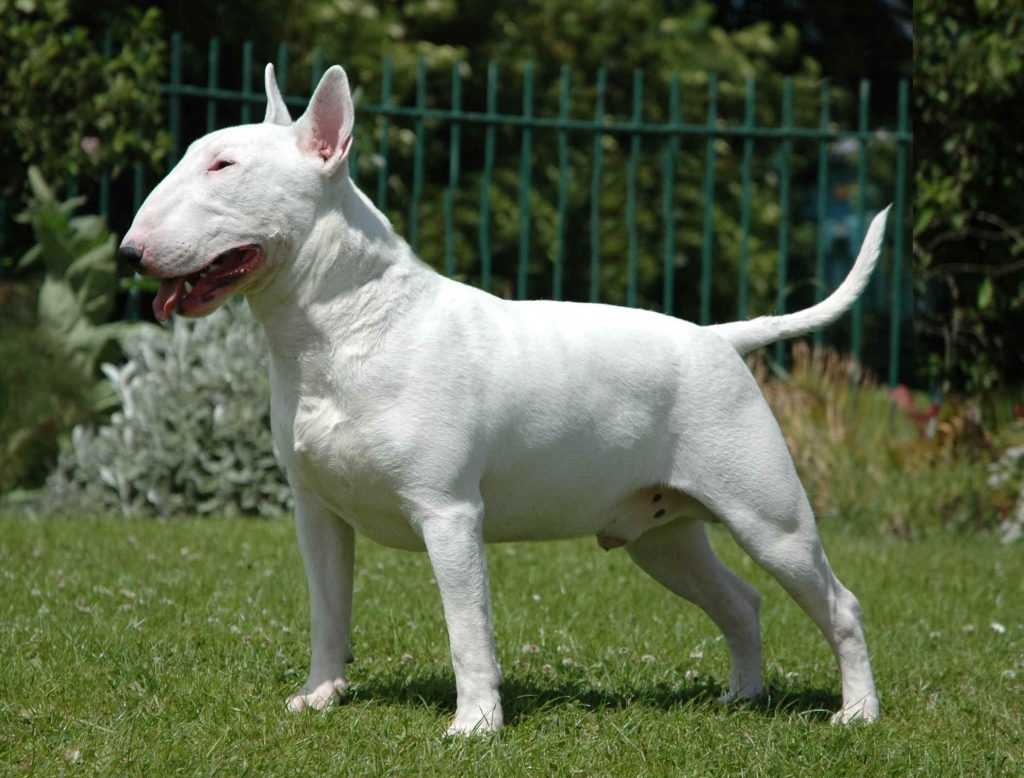 Bull Terrier Ankara Köpek Eğitimi Köpek ırkları Beslenme ve Sağlık
