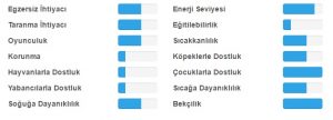 cairn egitim