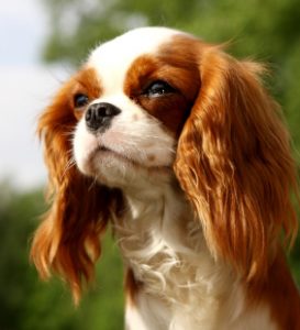 king charles