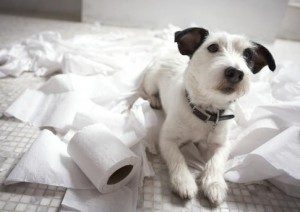 köpek sagligi