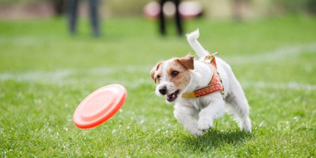 köpeklerde raşitizm