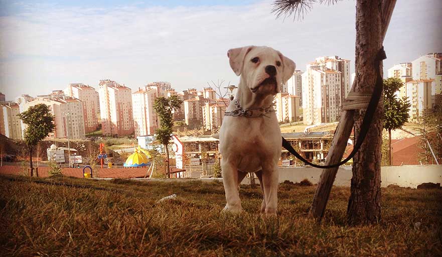 ankara köpek eğitim