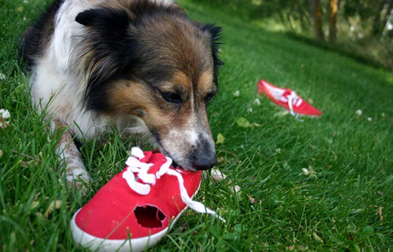 Köpeklerde Davranış Bozuklukları Ankara Köpek Eğitimi Köpek ırkları